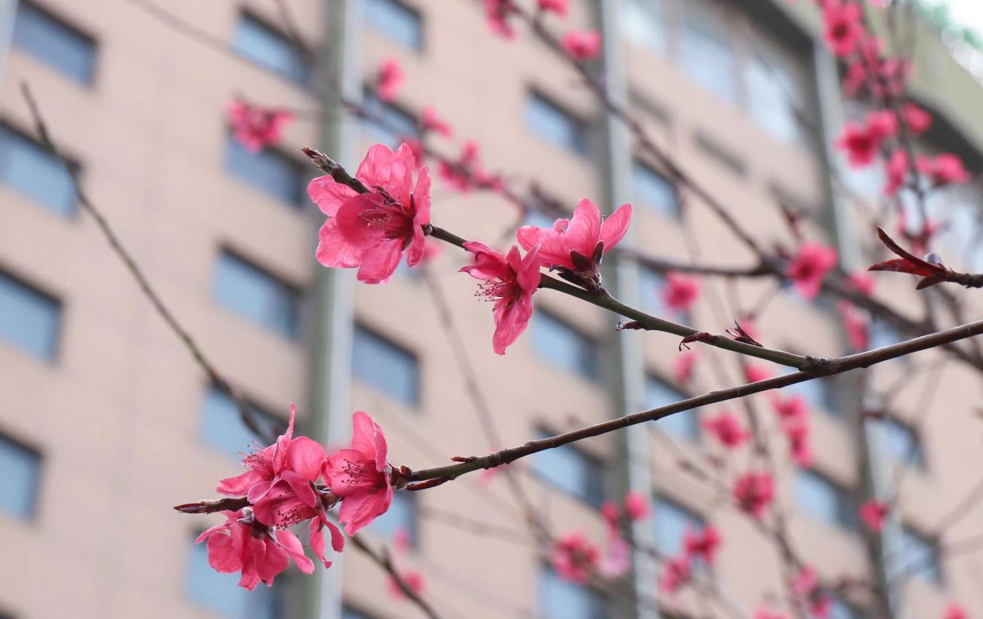Holiday Inn Express Zhengzhou Zhongzhou By Ihg Dış mekan fotoğraf